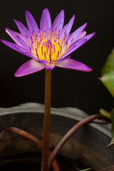 Beautiful violet lotus