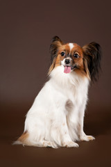 Papillion young dog on dark brown background