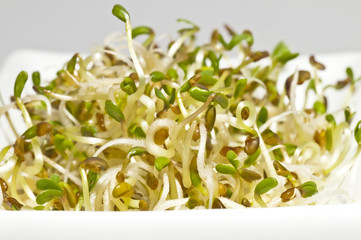 Alfalfa-Sprossen