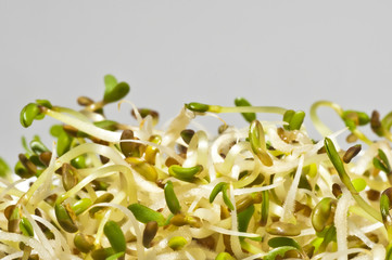 Alfalfa-Sprossen