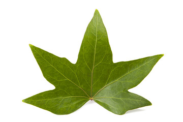 Fototapeta premium hoja de la hiedra