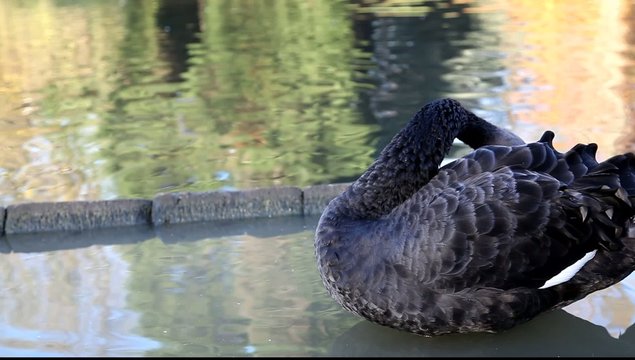 cygnes noir
