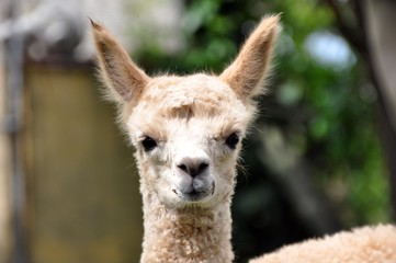 Einmal lächeln bitte.... © Jutta Adam