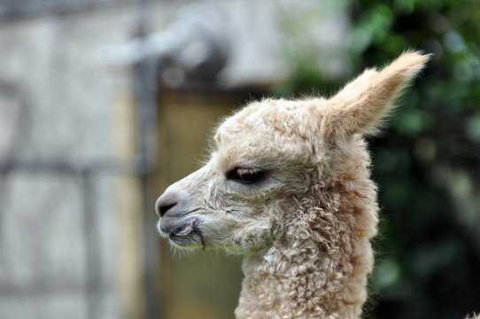 Alpaca-Baby