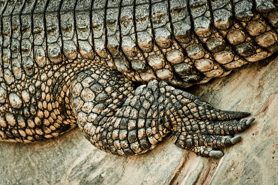 Fuß des Krokodils