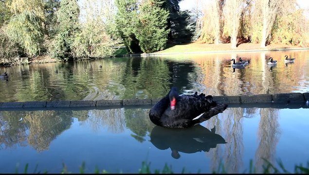 cygnes noir