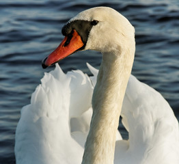 Head of the swan.