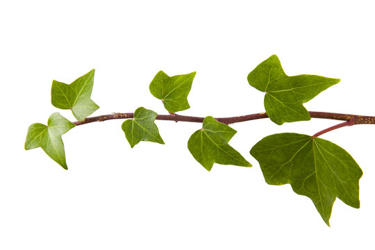 rama de la hiedra con hojas verdes aislada