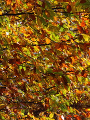 Colori autunnali - Fall colors