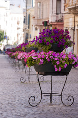 Fototapeta na wymiar flowers on cobblestone romantic street