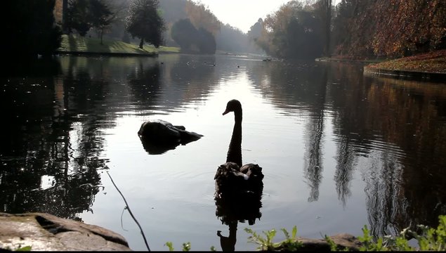 cygnes noir