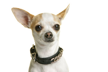 Chihuahua, Hund, Rassehund, Kopfportrait, freigestellt