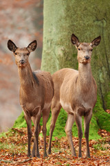 Red deer (Cervus elaphus)