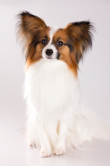 Papillon dog