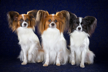 Papillon dogs