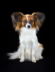 Papillon dog