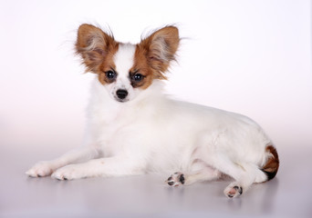 Papillon puppy