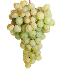 grapes