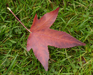 Herbstblatt