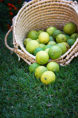lemons in basket @ tomert