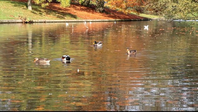 canard