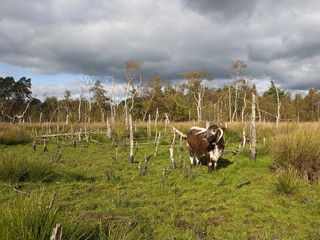 stormy landscape with long horn cow