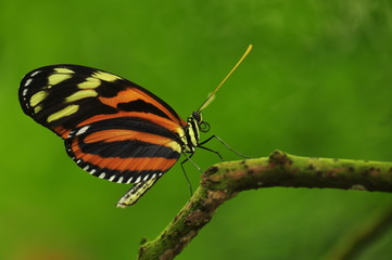Schmetterling auf einem Ast