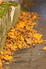 Autumn leafes on the sidewalk