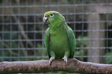 Amazon parrot on a branch