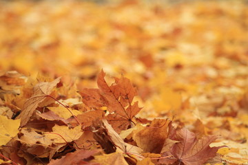 Kolor Jesieni - obrazy, fototapety, plakaty