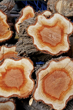 Frisch geschlagenes Olivenholz