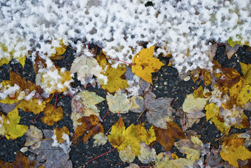 Leaves and Snow