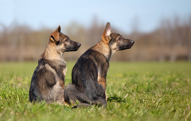 German shepherd`s puppys