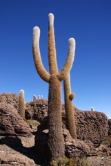Isla del Pescado, Salar de Uyuni, Bolivia