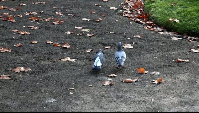 pigeons  accouplement