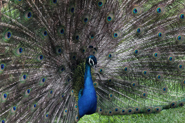Obraz premium Peacock peafowl
