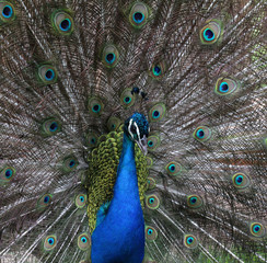 Obraz premium Peacock peafowl