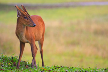 barking deer in khaoyai national park