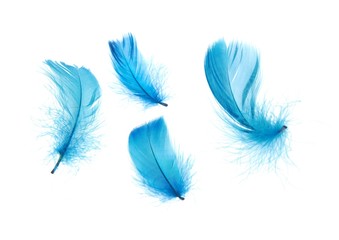 feathers - 36840232