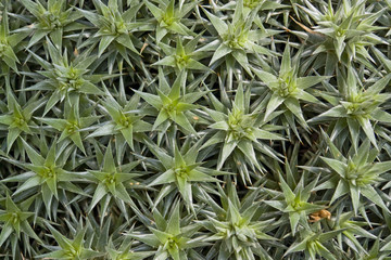 succulent plants background