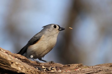 The seed that got away...