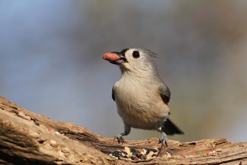 Tufted Titmouse with a fruit snack.