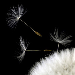 dandelion seeds closeup in black back