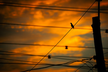 Silhouette of a bird on a Wire Against Sunset.
