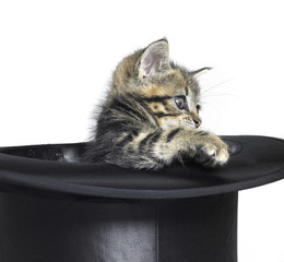 kitten in top hat