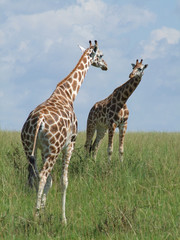 two Giraffes in african savannah