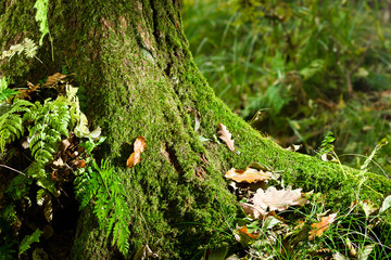 Mossy tree in forest in autumn at morning