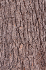 Bark of a tree
