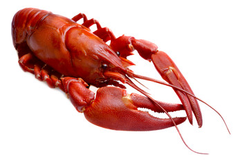 crayfish against white