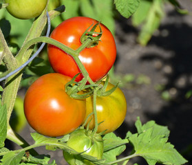 bunch of red tomato ripening on the vine